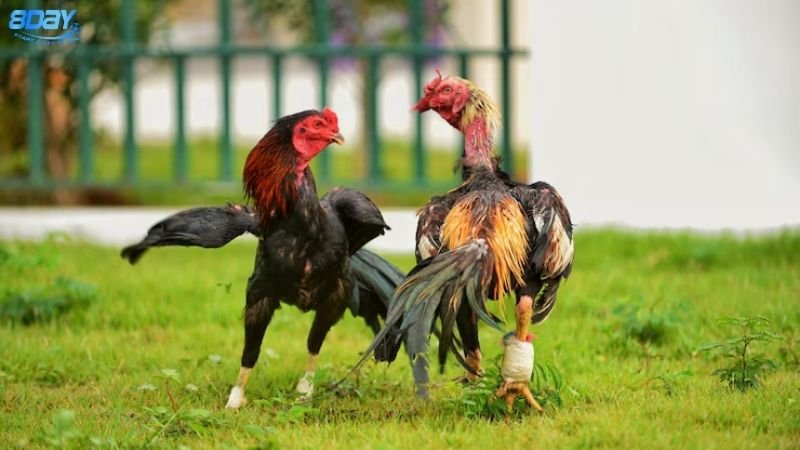 Mẹo Chơi Đá Gà Thắng Lớn – Bí Kíp Từ Người Chơi Lâu Năm 3 Mẹo Chơi Đá Gà Thắng Lớn – Cách Đọc Kèo Hiệu Quả Nhất