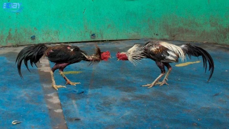 Mẹo Chơi Đá Gà Thắng Lớn – Bí Kíp Từ Người Chơi Lâu Năm 4 Mẹo Chơi Đá Gà Thắng Lớn Tại 8day Có Hiệu Quả Không? Review